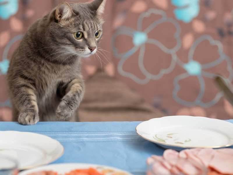 How to Keep Cats Off Dining Room Table?