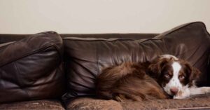 Why Do Dogs Lick the Leather Sofa?